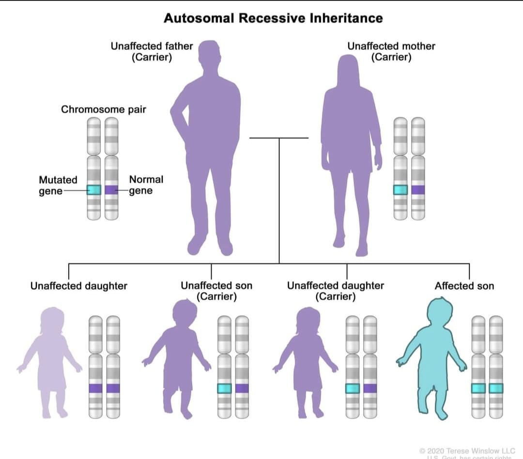 What does it mean when a disorder is autosomal recessive? image